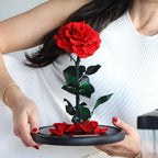 The Enchanted Rose - Red