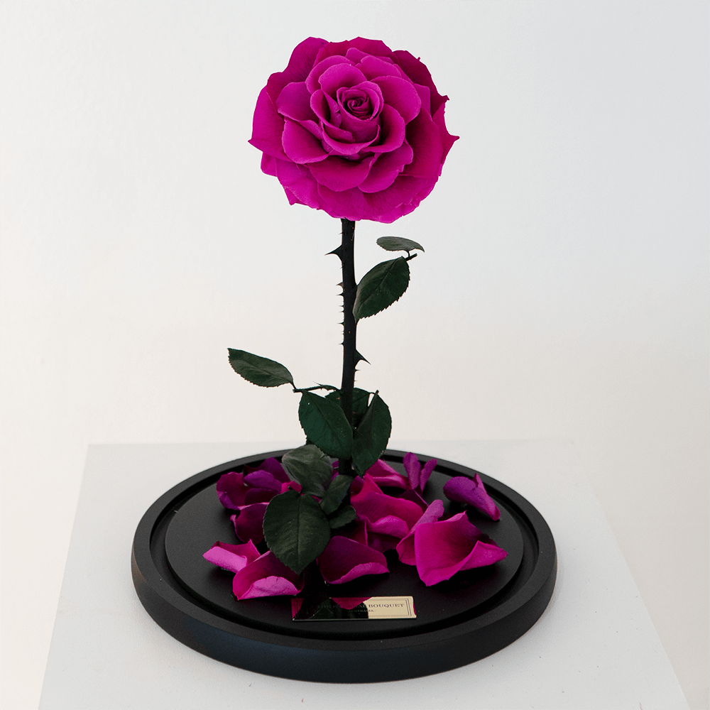 The Enchanted Rose - Light Purple