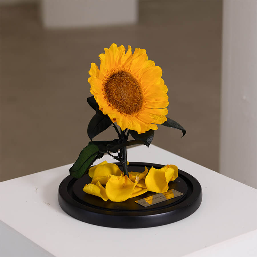 Mini Eternal Sunflower