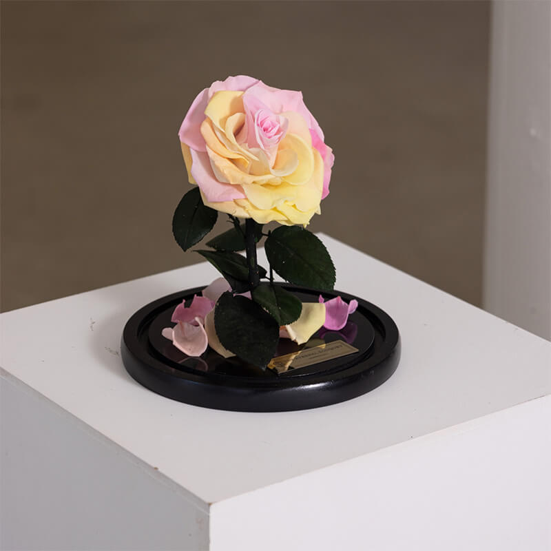 The Enchanted Mini - Sunset