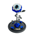 The Enchanted Rose - Evil Eye