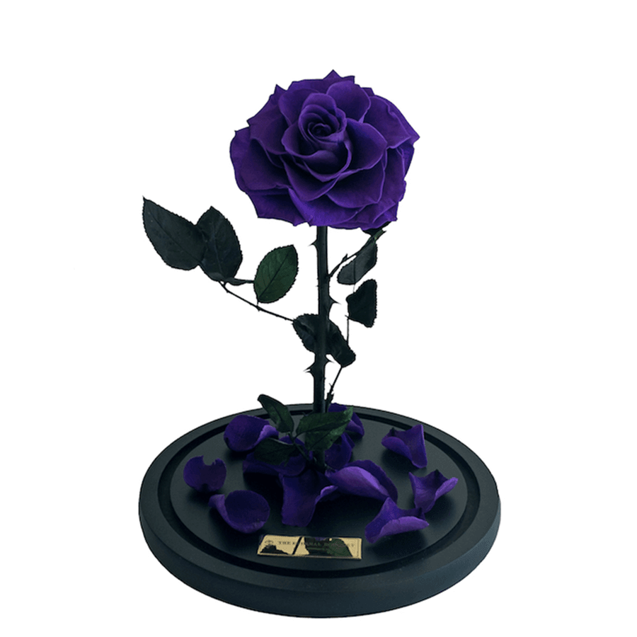 The Enchanted Rose - Purple