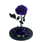 The Enchanted Rose - Purple